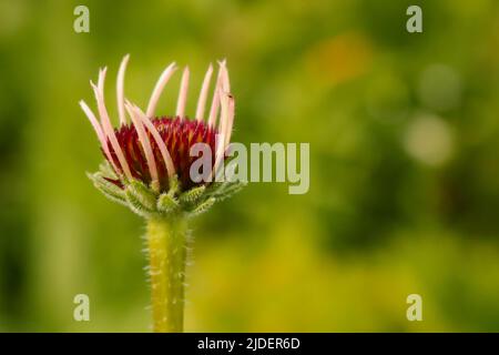 Germoglio di Echinacea Foto Stock