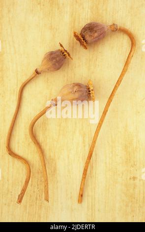 Tre teste di semi essiccate di papavero orientale o papaver orientale giacenti con i loro gambi di legno lattiginoso su una superficie ruvida beige Foto Stock