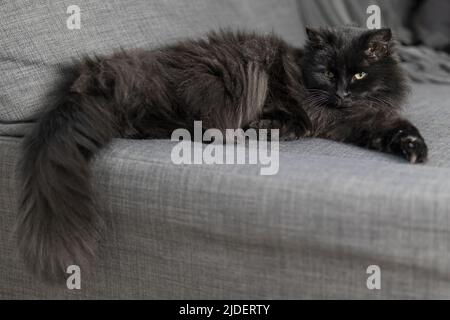 Gatto nero rilassante su un divano grigio Foto Stock