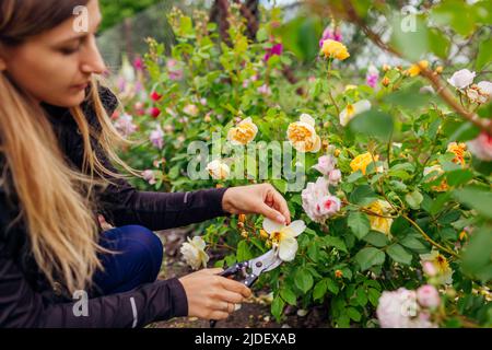 Donna deadeshading ha trascorso i fianchi di rosa inglese nel giardino estivo. Giardiniere che taglia i fiori gialli selvaggiati fuori con potatrice. Graham Thomas Rose di Austin Foto Stock
