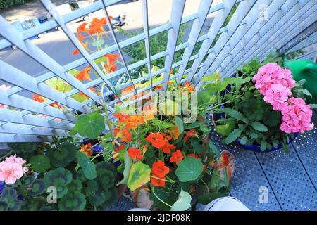 Nasturtiums e gerani che crescono su un balcone londinese a Islington, Regno Unito Foto Stock