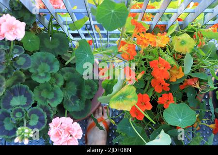 Nasturtiums e gerani che crescono su un balcone londinese a Islington, Regno Unito Foto Stock