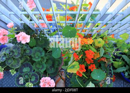 Nasturtiums e gerani che crescono su un balcone londinese a Islington, Regno Unito Foto Stock