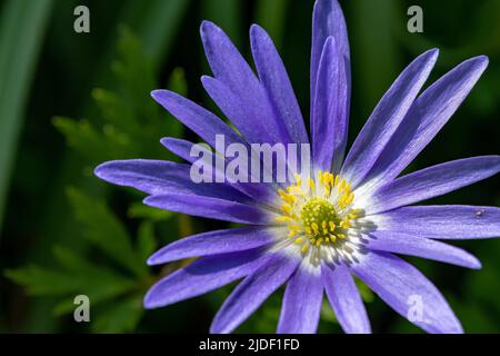 Macro colpo di un anemone balcanico (anemonoides blanda) fiore in fiore Foto Stock