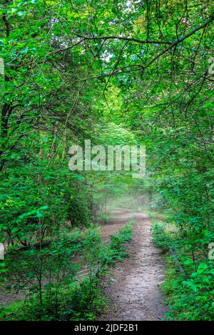 Vecchie rotaie in una foresta verde, in Polonia, si è sovrappopolata di vegetazione Foto Stock