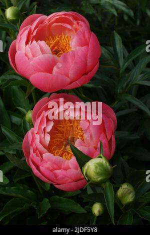 Peony Coral fascino. Due fiori. Semi-doppio fiore rosa di peonia, ibrido erbaceo. Foto verticale. Foto Stock