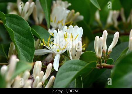 Amur honeysuckle, Heckenkirschen, Chèvrefeuille de Maack, Lonicera maackii, koreai lonc, Ungheria, Europa Foto Stock