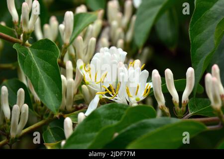 Amur honeysuckle, Heckenkirschen, Chèvrefeuille de Maack, Lonicera maackii, koreai lonc, Ungheria, Europa Foto Stock