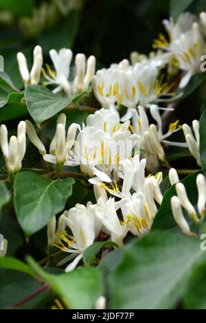 Amur honeysuckle, Heckenkirschen, Chèvrefeuille de Maack, Lonicera maackii, koreai lonc, Ungheria, Europa Foto Stock