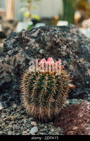 Cactus con un bel fiore rosa tra le pietre della serra Foto Stock