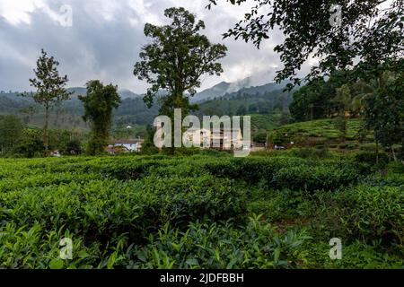 Vista della fabbrica di tè AVT Estate immersa in uno splendido paesaggio circondato da giardini di tè a Wayanad, Kerala Foto Stock