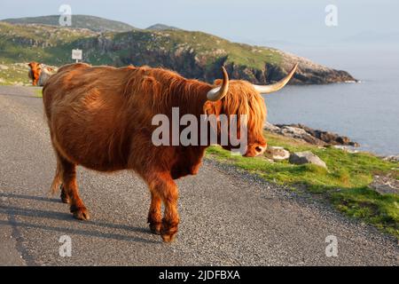 Bestiame delle Highland a Huisinis, Isola di Lewis, Ebridi esterne, Scozia; Highland, Gaelico scozzese: Bò Ghàidhealach; Hielan coo, Foto Stock