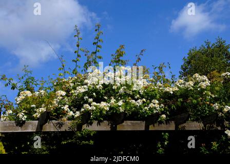 Kiftsgate sorse sulla cima di un pergolato in un giardino suburbano domestico con cielo blu oltre Foto Stock