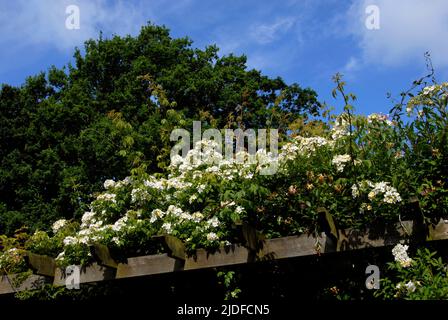 Kiftsgate sorse la cima di un pergolato in un giardino suburbano domestico con querce e cielo blu oltre Foto Stock