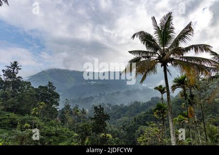 Splendida vista del paesaggio montuoso da Anachal, Munnar, Kerala, India. Foto Stock