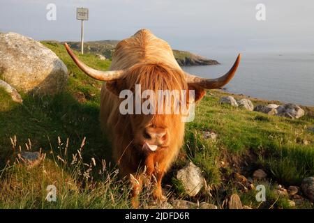 Bestiame delle Highland a Huisinis, Isola di Lewis, Ebridi esterne, Scozia; Highland, Gaelico scozzese: Bò Ghàidhealach; Hielan coo, Foto Stock