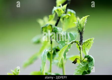 Foglie di ribes nero danneggiate da insetti nocivi afidi stock video. Foto Stock