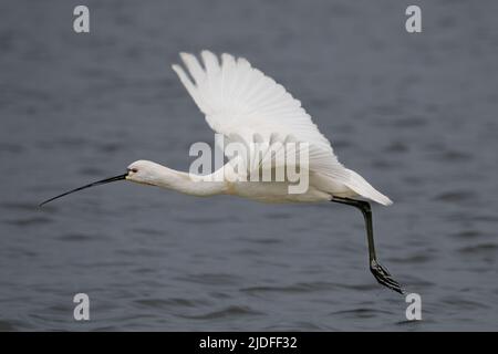 Spatule blanche dans la baie de Somme, vie sauvage dans la baie, natura Foto Stock