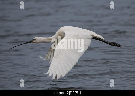 Spatule blanche dans la baie de Somme, vie sauvage dans la baie, natura Foto Stock