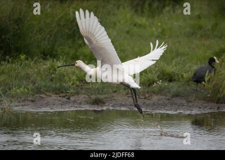 Spatule blanche dans la baie de Somme, vie sauvage dans la baie, natura Foto Stock