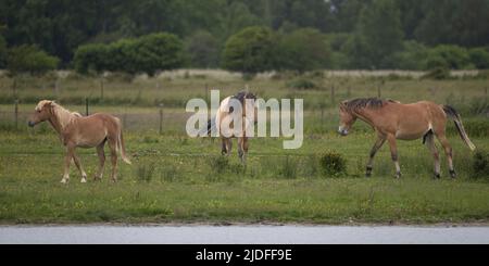 Chevaux Henson dans la baie de Somme Foto Stock