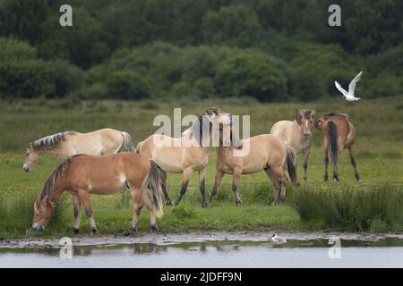 Chevaux Henson dans la baie de Somme Foto Stock