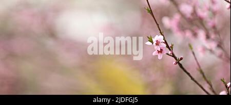 Fiori rosa di fiori di pesca nella stagione primaverile. Bella pesca fiorisce swway nel vento. Bellissimi fiori di pesca rosa brillante fiore sui rami. Foto Stock