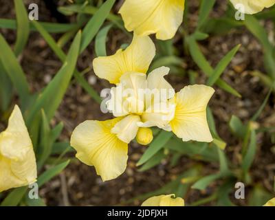 Il fiore giallo pallido, l'iride siberiana 'burro e zucchero' che cresce in un Regno Unito. Foto Stock