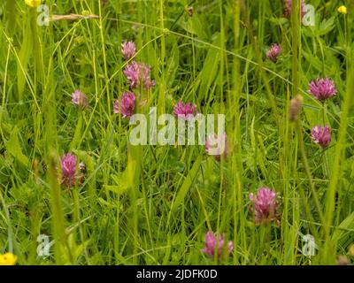 Trifoglio rosso Nome scientifico: Trifolium pratense, che cresce in un prato estivo del Regno Unito. Foto Stock