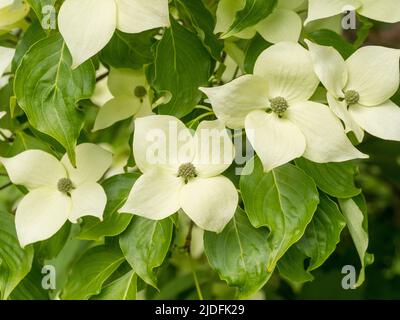 Cremoso bianco bratti di Cornus capitata anche noto come Himalayan sempreverde dogwood. Foto Stock