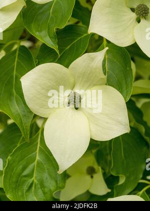 Cremoso bianco bratti di Cornus capitata anche noto come Himalayan sempreverde dogwood. Foto Stock