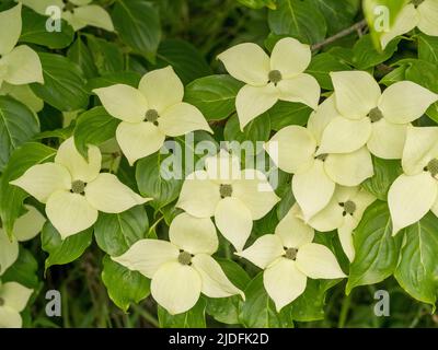 Cremoso bianco bratti di Cornus capitata anche noto come Himalayan sempreverde dogwood. Foto Stock