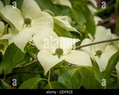 Cremoso bianco bratti di Cornus capitata anche noto come Himalayan sempreverde dogwood. Foto Stock