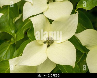 Cremoso bianco bratti di Cornus capitata anche noto come Himalayan sempreverde dogwood. Foto Stock