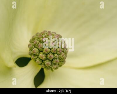 Primo piano del fiore verde e dei cremosi bratti bianchi di Cornus capitata, noto anche come legno sempreverde dell'Himalaya. Foto Stock