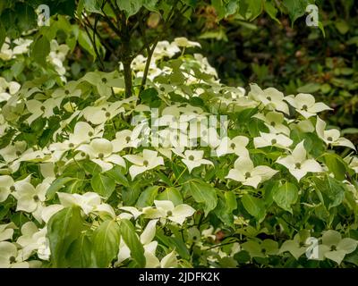 Cremoso bianco bratti di Cornus capitata anche noto come Himalayan sempreverde dogwood. Foto Stock