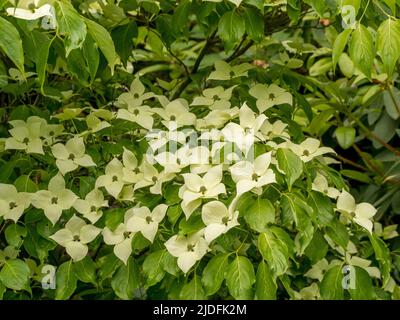 Cremoso bianco bratti di Cornus capitata anche noto come Himalayan sempreverde dogwood. Foto Stock