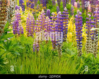 Lupini viola che crescono in un giardino britannico, all'inizio dell'estate. Foto Stock