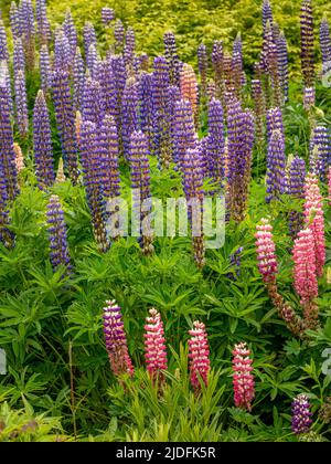 Lupini viola e rosa che crescono in un giardino britannico, all'inizio dell'estate. Foto Stock