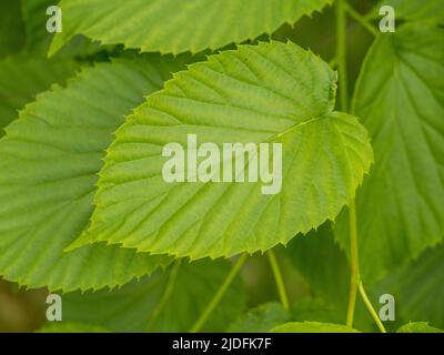 Primo piano di foglie di davidia involucrata noto anche come albero del fazzoletto. Foto Stock