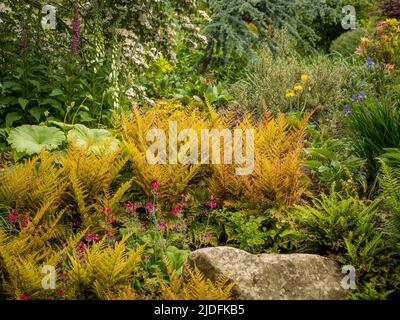 Felce d'autunno, Dryopteris eritrosora che cresce in un giardino ombreggiato del Regno Unito. Foto Stock