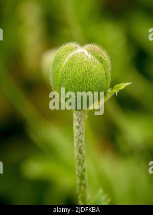 Germoglio di fiore di papavero comune che cresce in un giardino del Regno Unito. Foto Stock