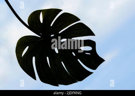 Silhouette scura di foglie di monstera tropicale su sfondo cielo Foto Stock