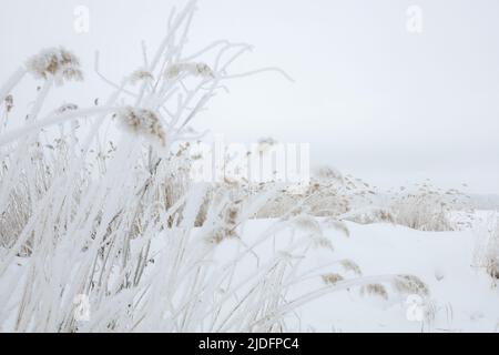 Fuoco morbido su erba di pampas rivestita di neve con cielo blu chiaro sullo sfondo durante il giorno in inverno. Inverno sorprendente pieno di bianco e neve Foto Stock