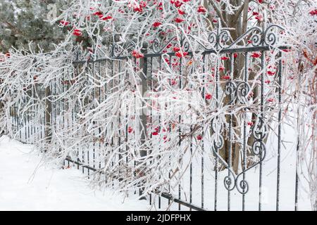 Alto albero di rowan che cresce vicino a ferro nero ornato recinto con rami ricoperti di leggero strato di neve in giorno. Raccolta di bacche sane in Foto Stock