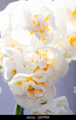 Narcisi bianca piacevolmente fragrante Erlicheer doppia varietà con piccoli grappoli di fiori doppi in avorio, fiammato con primula Foto Stock