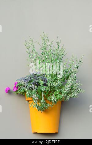 Vaso da fiori da muro giallo Pinto di ananas fresco Pot rosa fioritura Pelargonium fiori gerani Salvia officinalis Sage viola verticale Foto Stock