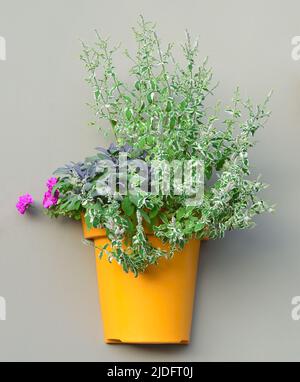 Vaso da fiori da muro giallo Pinto di ananas fresco Pot rosa fioritura Pelargonium fiori gerani Salvia officinalis Sage viola verticale Foto Stock