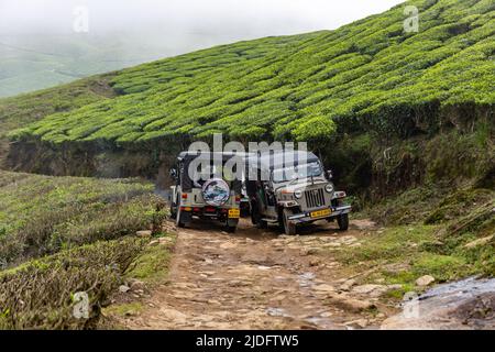 Due jeep attraversano il percorso fuoristrada attraverso la più alta piantagione di tè a Kolukkumalai, Munnar, Kerala, India Foto Stock