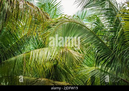 Astratto sfondo naturale reale palma tropicale, vista dal basso grande lussureggiante verde foglie texture dettaglio, minimalismo esotico design per eco Foto Stock